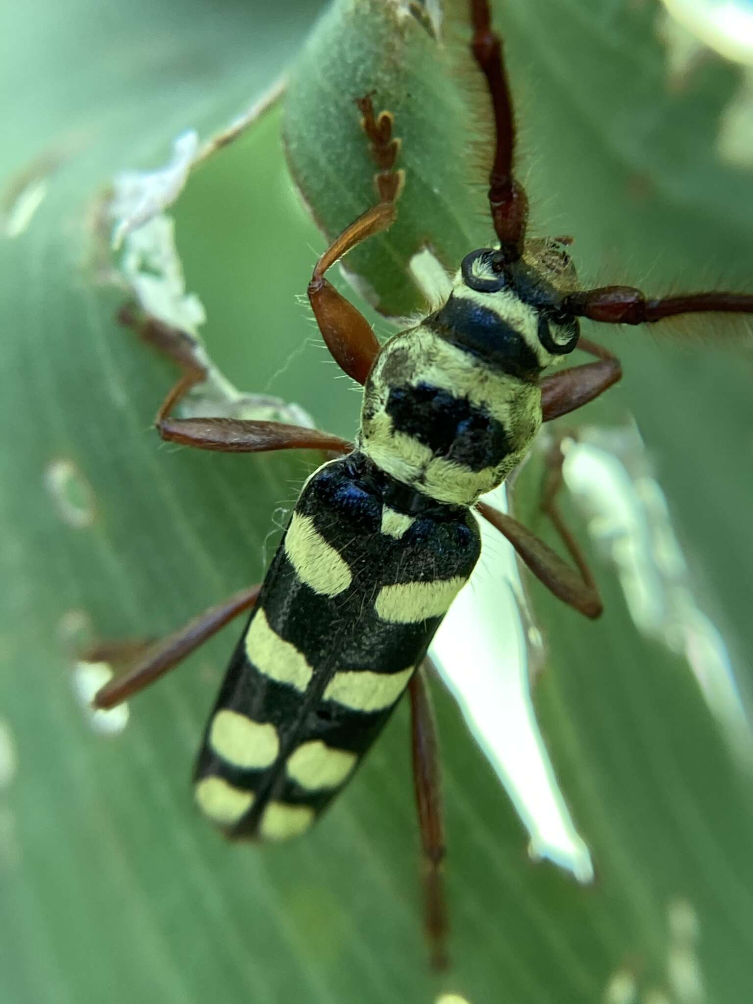 Image of Dryobius sexnotatus Linsley 1957