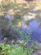 Image of Waxy-Leaf Meadow-Rue