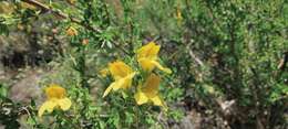 Image of snapdragon penstemon