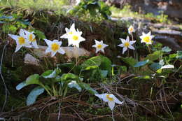 Image of Erythronium shastense D. A. York, J. K. Nelson & D. W. Taylor