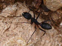 Image of Camponotus erigens Forel 1894