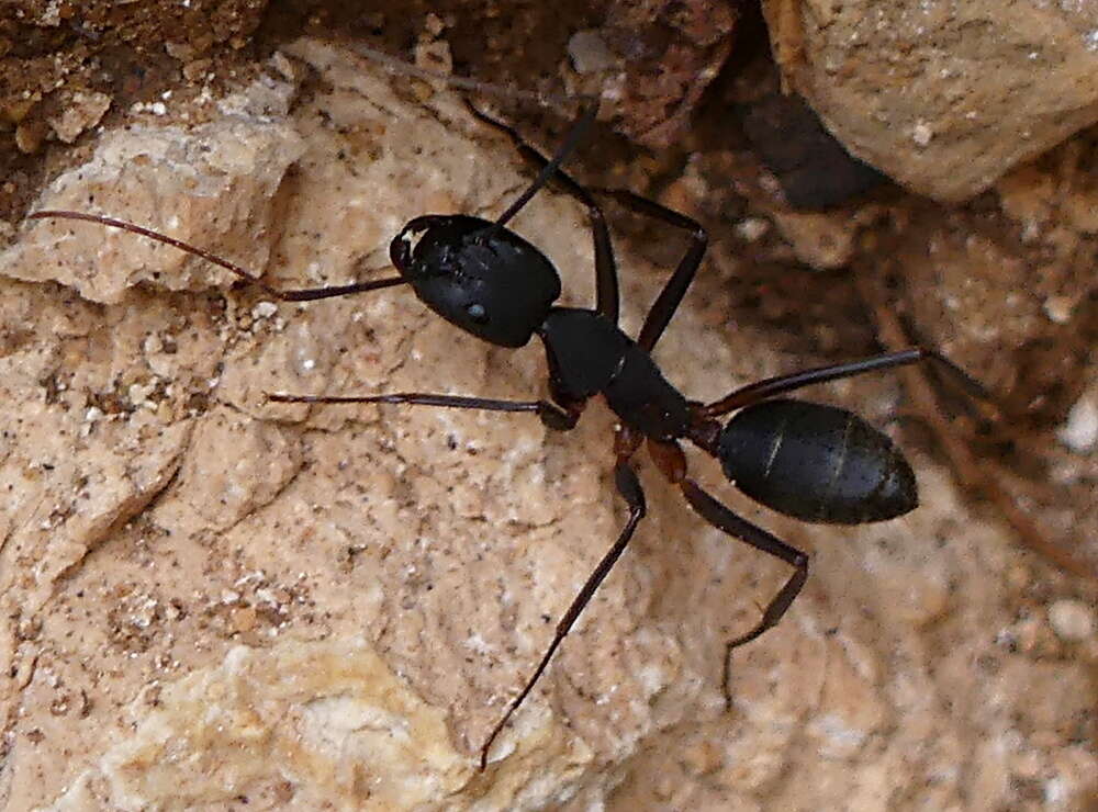 Image of Camponotus erigens Forel 1894