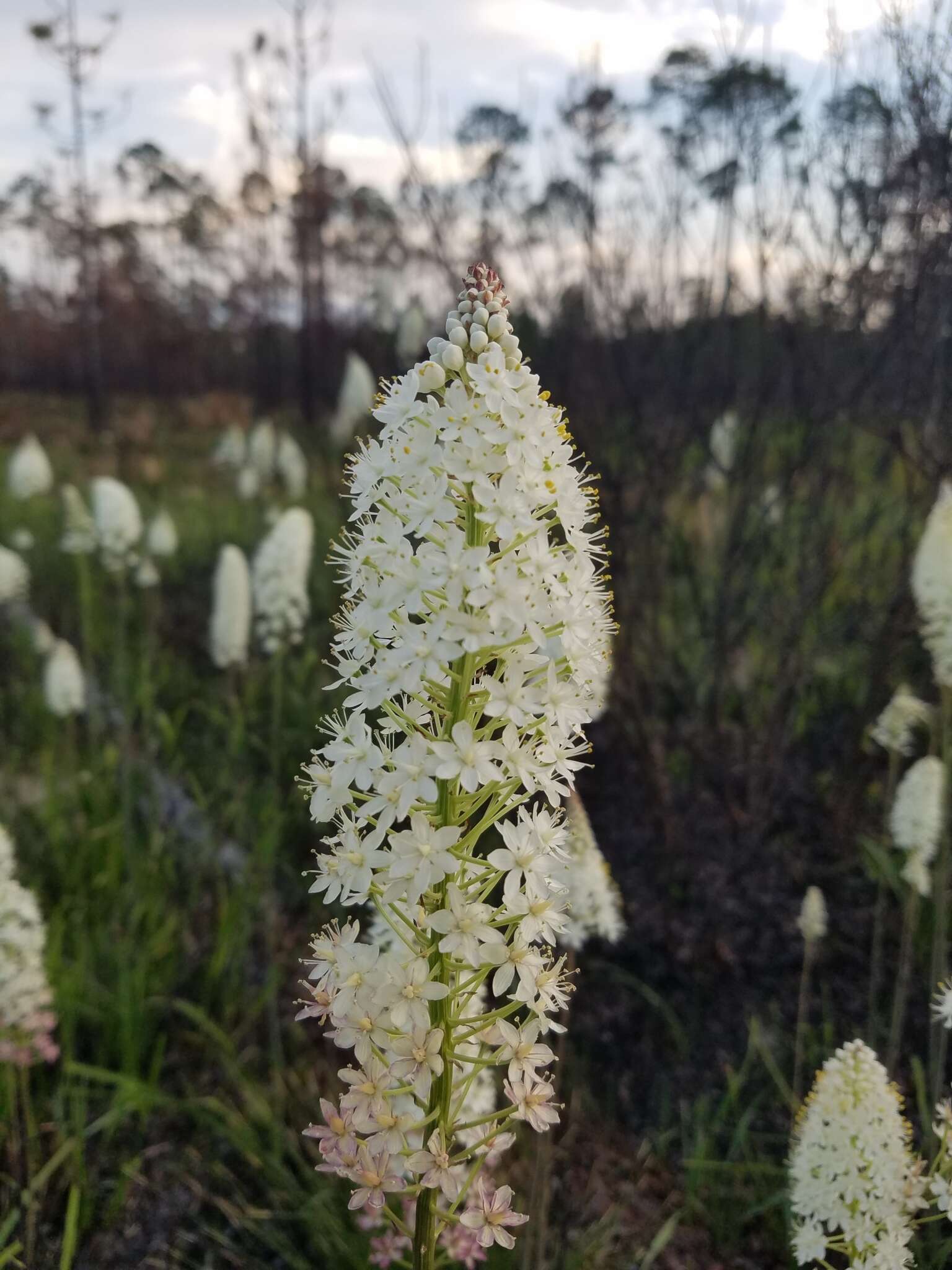 Image of Stenanthium densum (Desr.) Zomlefer & Judd