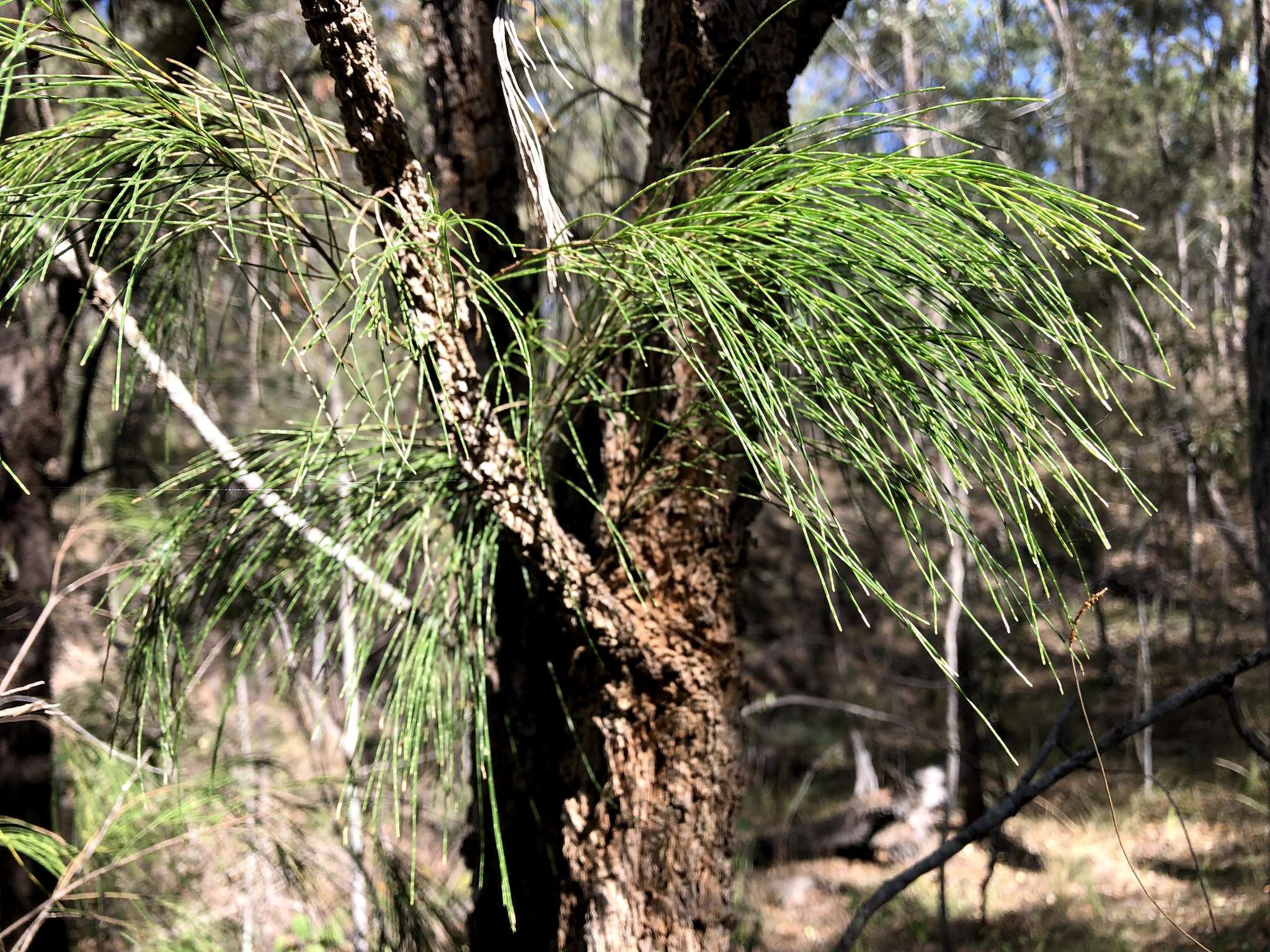 Image of forest-oak