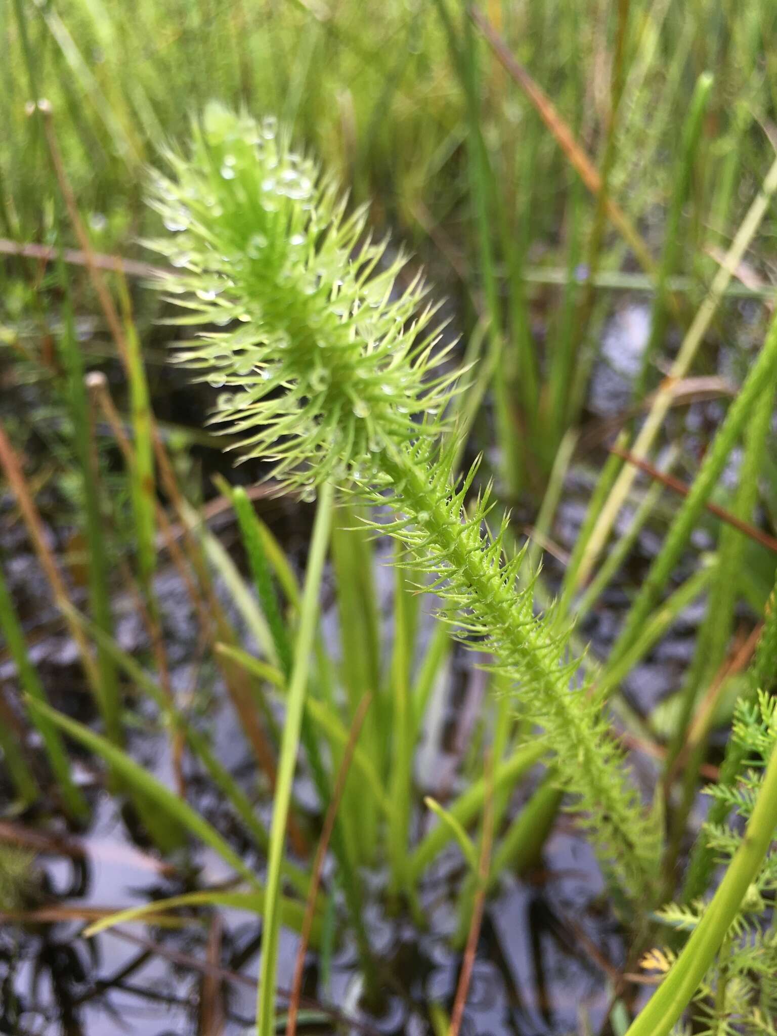 Image of Feather-Stem Club-Moss