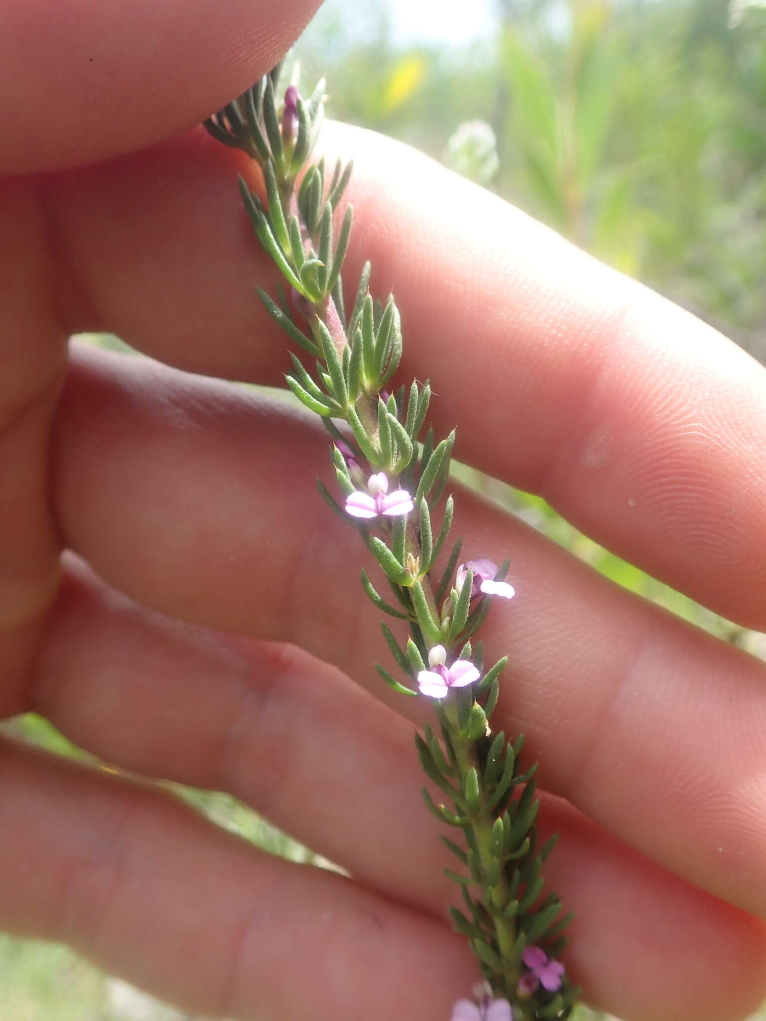 Image of Muraltia satureioides Burch. ex DC.