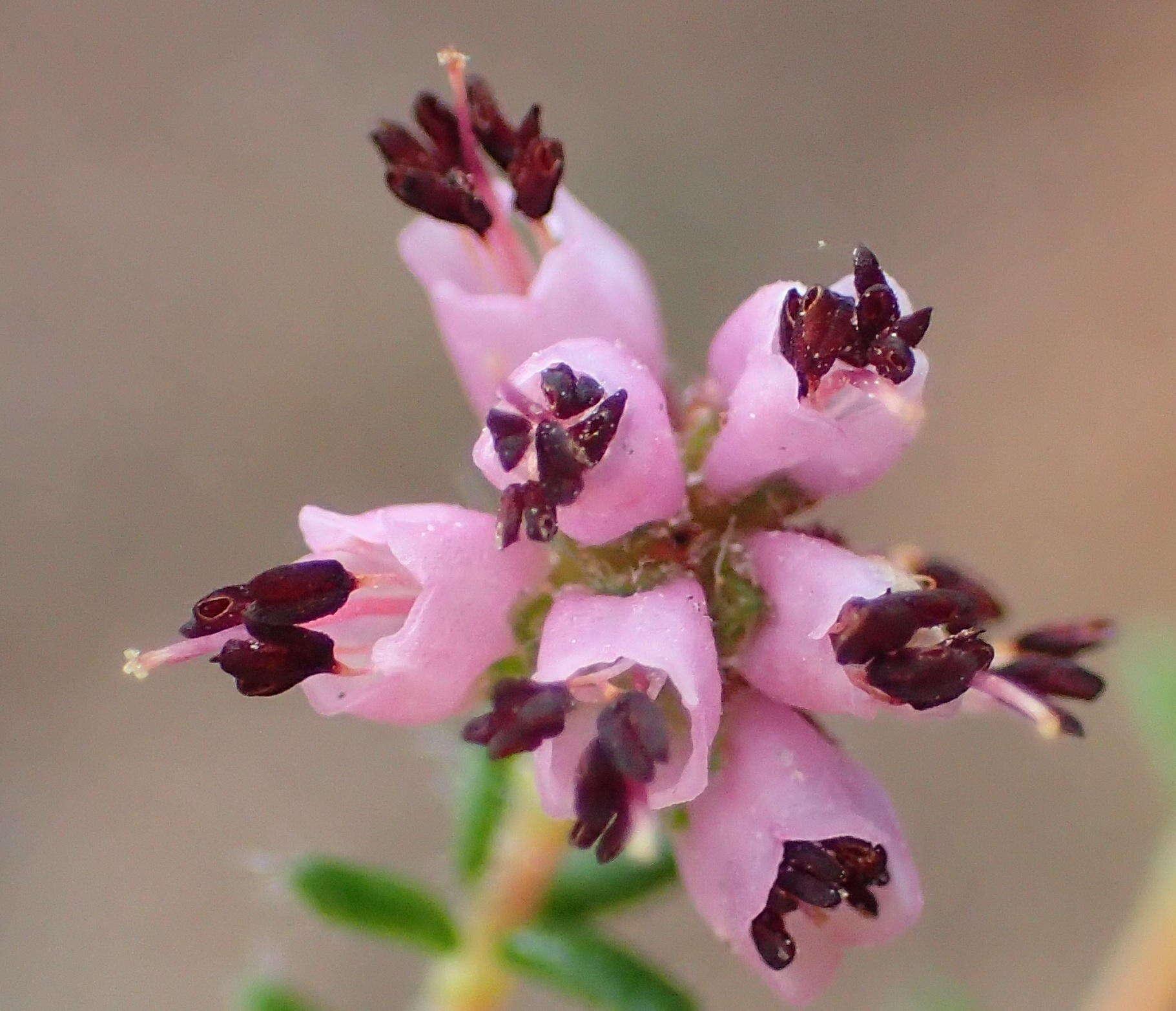 Imagem de Erica radicans subsp. radicans