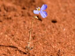 Plancia ëd Lobelia heterophylla Labill.