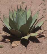 Agave applanata K. Koch resmi