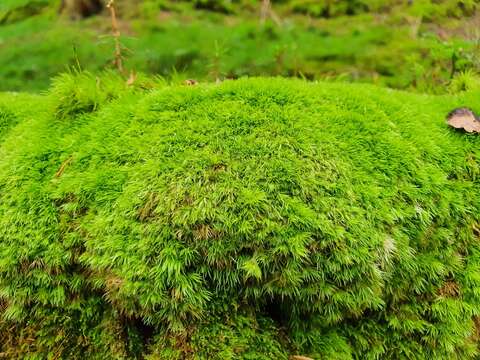 Image of Leucobryum juniperoideum C. Müller 1845