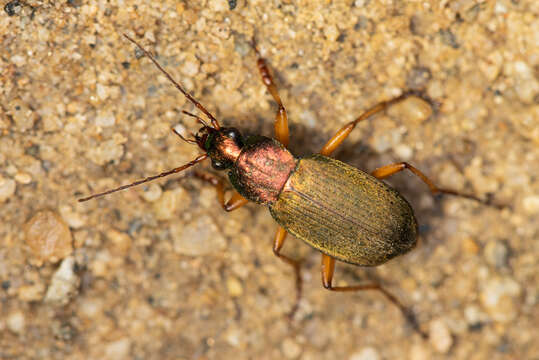 Image of Chlaenius (Chlaenius) pallipes (Gebler 1823)