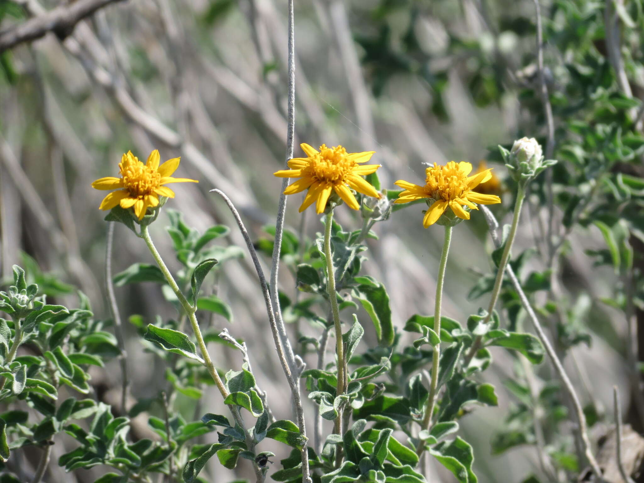 Imagem de Wedelia acapulcensis var. hispida (Kunth) J. L. Strother