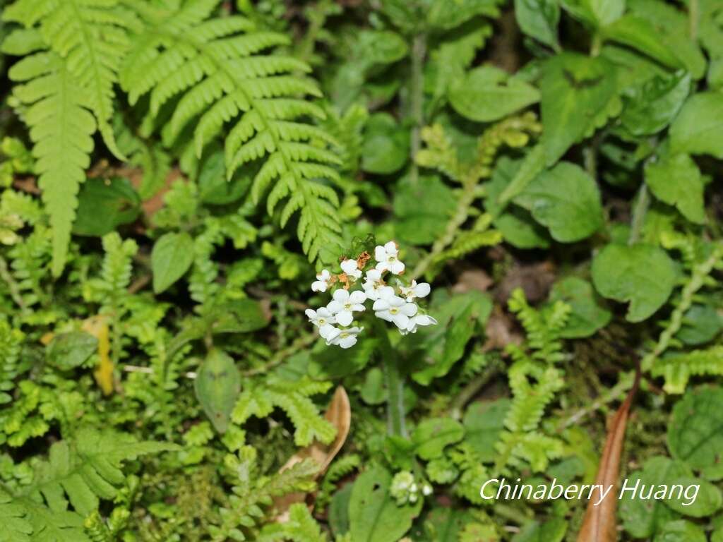 Слика од Trigonotis formosana var. elevatovenosa (Hayata) S. D. Shen & J. C. Wang