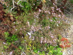 Imagem de Limonium scabrum var. scabrum