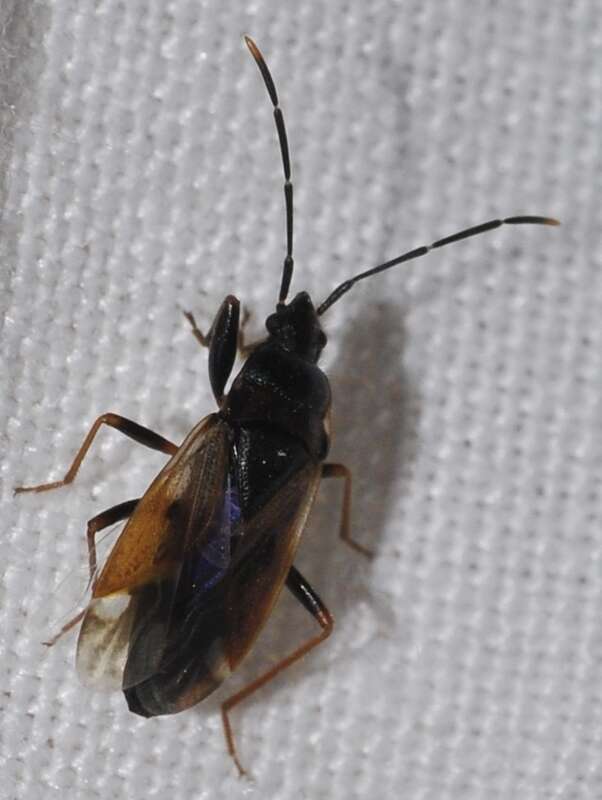 صورة Eremocoris fenestratus (Herrich-Schaeffer 1839)