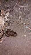 Слика од Leptodactylus troglodytes Lutz 1926