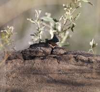 Image of Anchieta's Agama