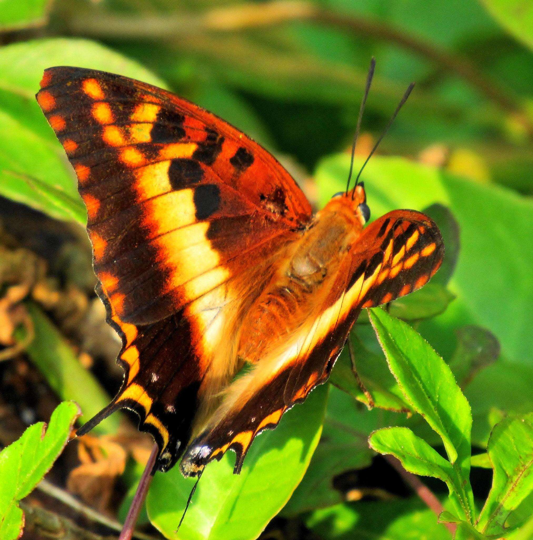 Image of Charaxes druceanus Butler 1869