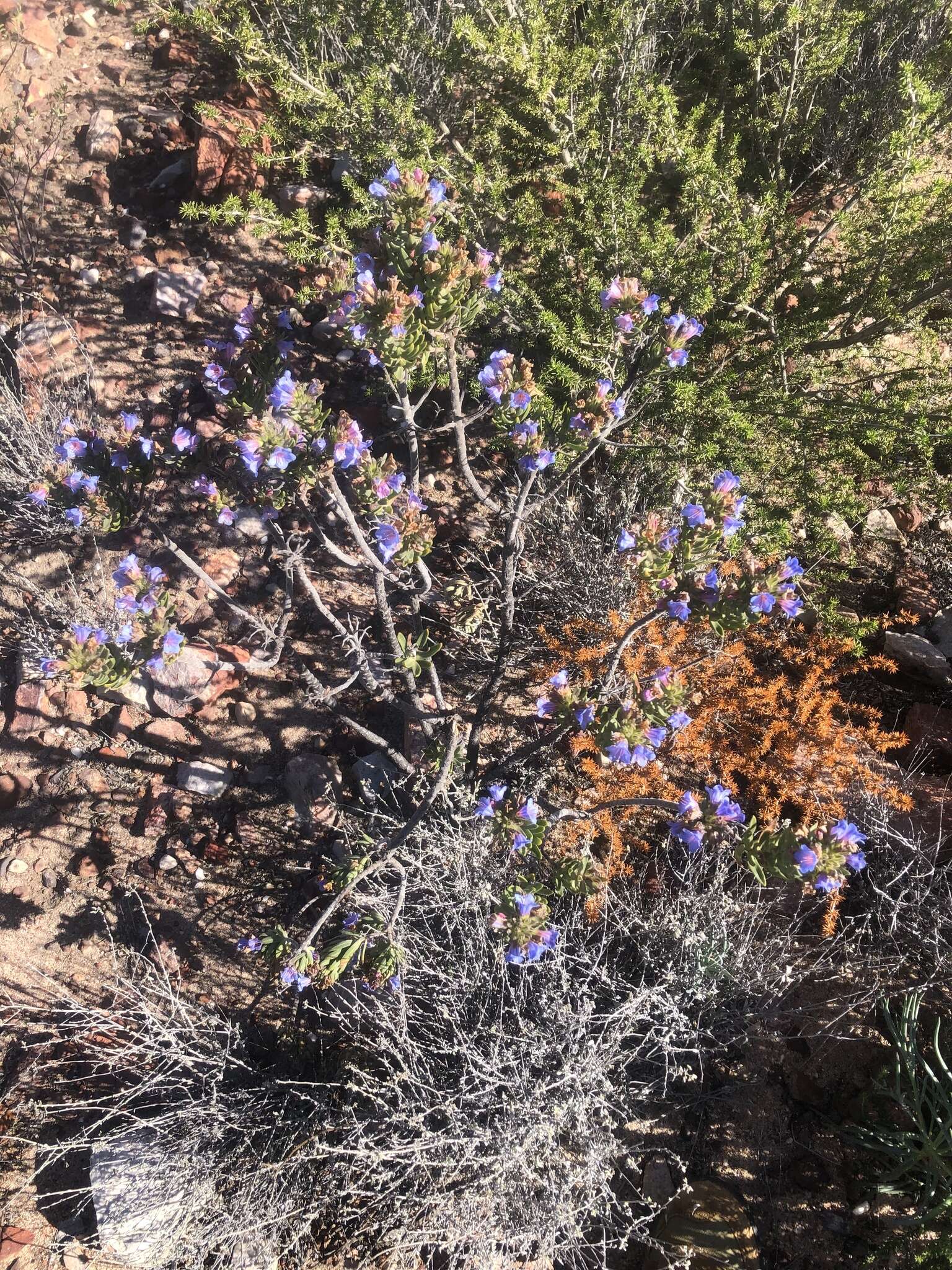 Image of Lobostemon marlothii Levyns