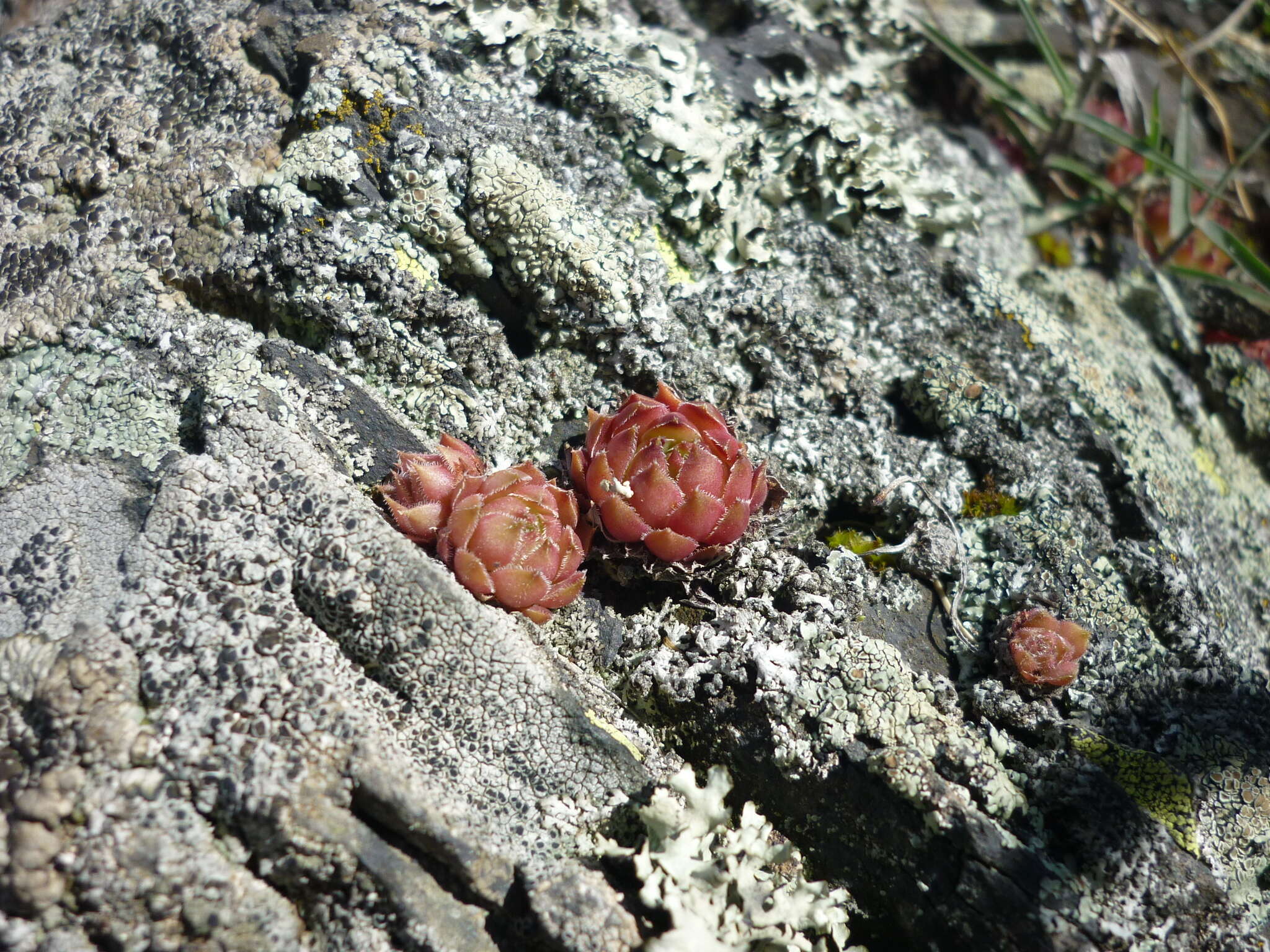 Image of Sempervivum caucasicum Rupr. ex Boiss.