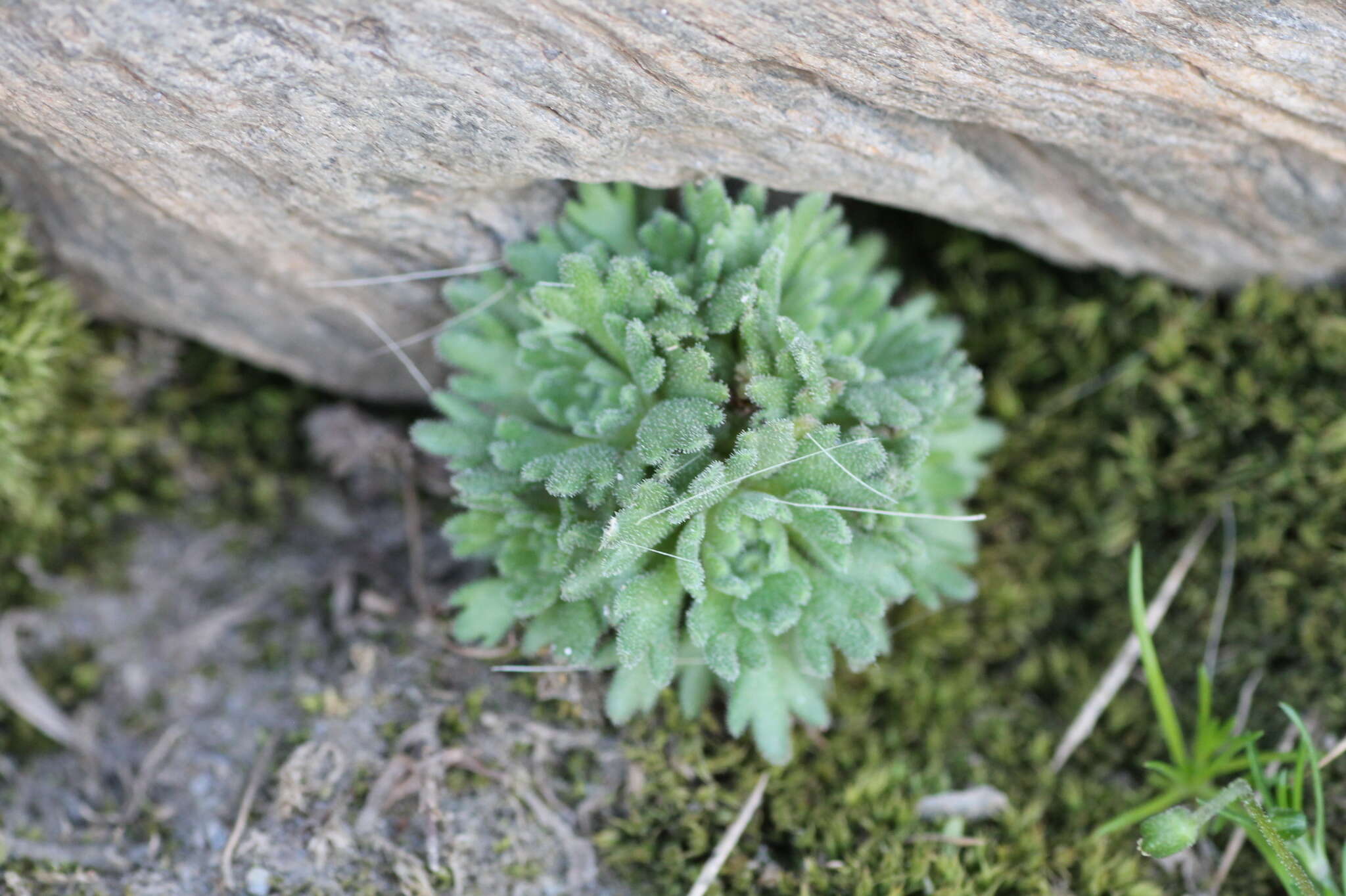 Sivun Saxifraga nevadensis Boiss. kuva