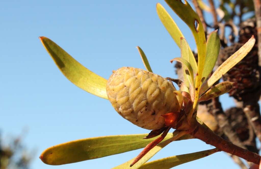 Image of Leucadendron meridianum Salter ex I. Williams