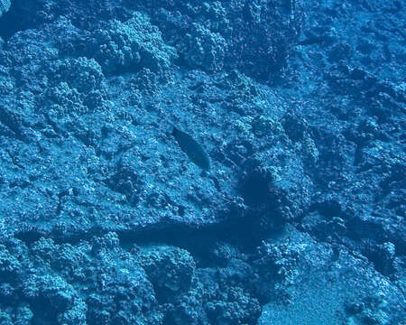 Image of Ballieu's wrasse