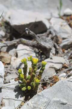 Image of Sedum catorce G. L. Nesom