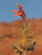 صورة Ruellia diversifolia S. Moore