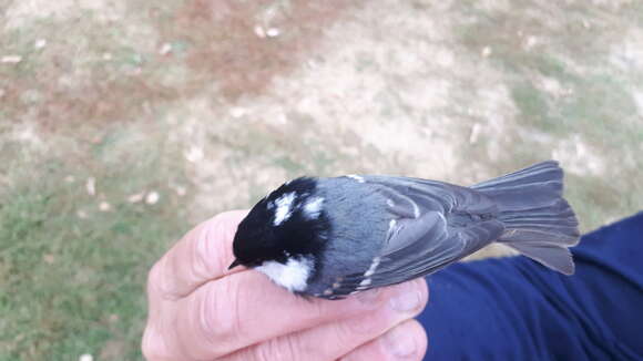 Image of Tian Shan Coal Tit