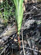 Image of Dianella caerulea var. producta R. J. F. Hend.