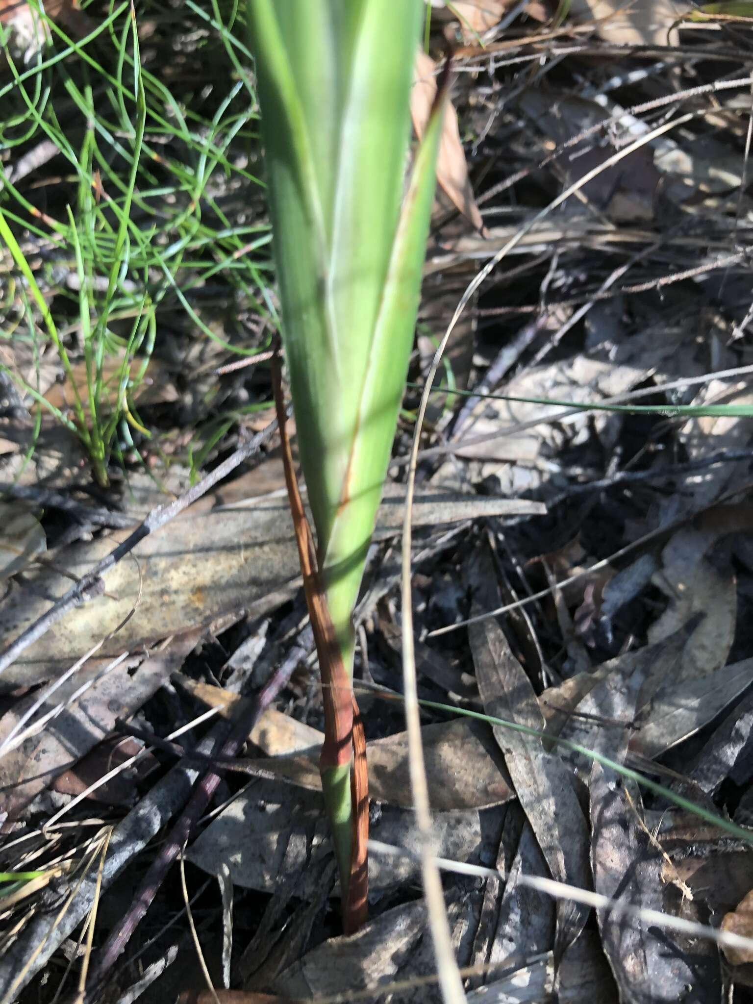 Image of Dianella caerulea var. producta R. J. F. Hend.