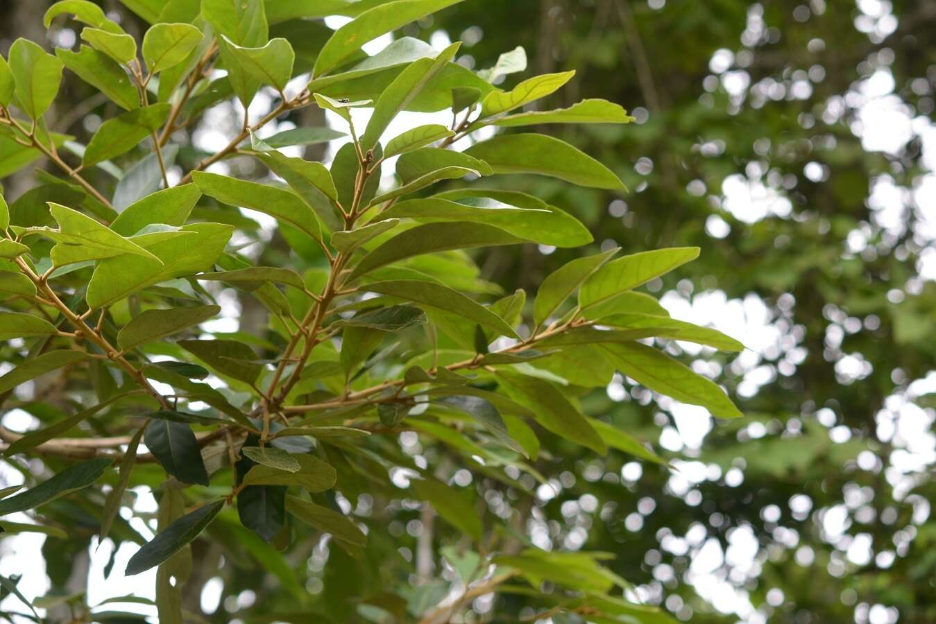 Image of Styrax argenteus Presl