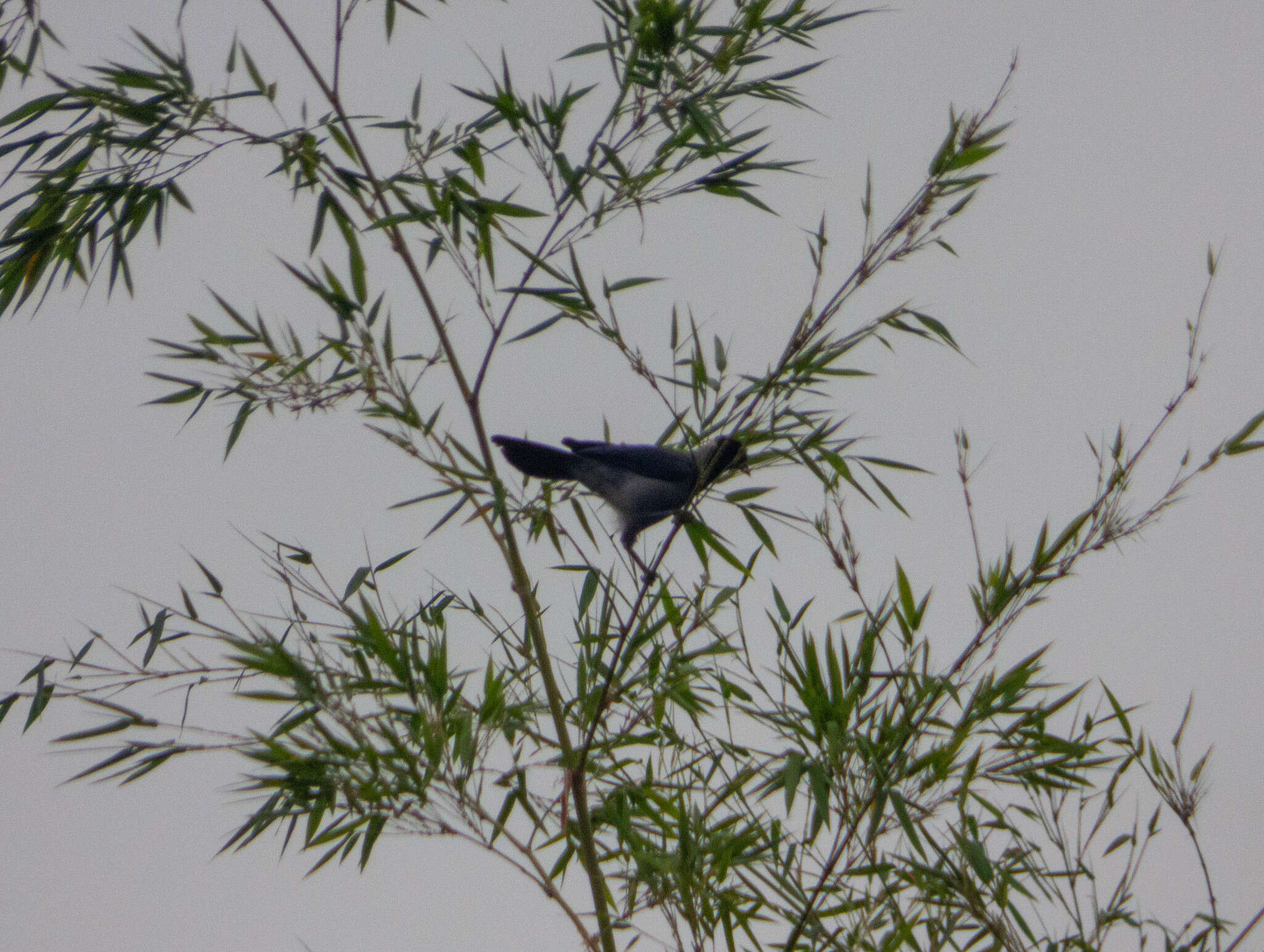 Cyanocorax violaceus Du Bus de Gisignies 1847 resmi