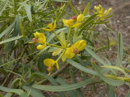 Image de Euphorbia regis-jubae J. Gay