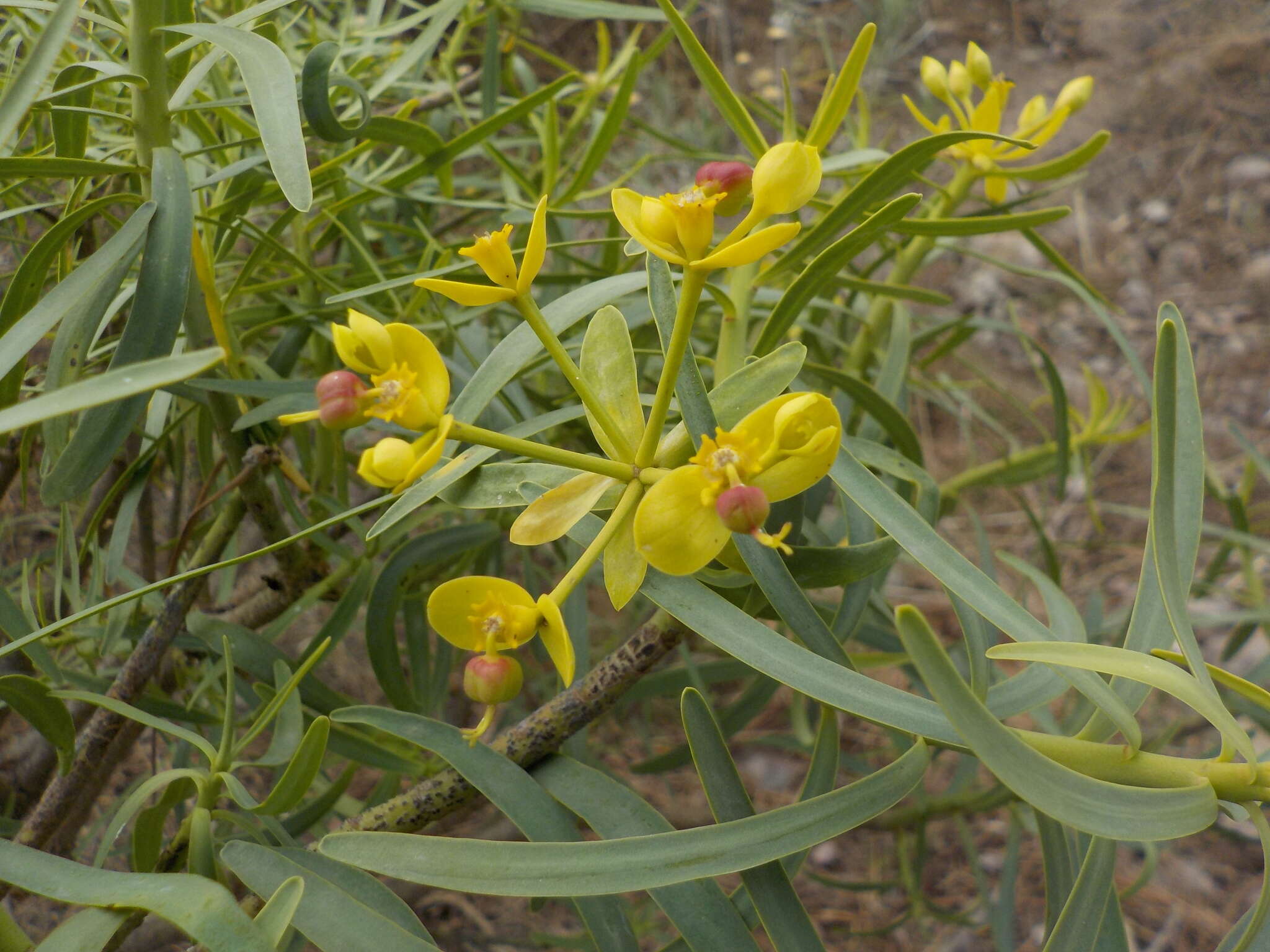 Image de Euphorbia regis-jubae J. Gay