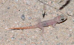 Image of San Lucan  Gecko