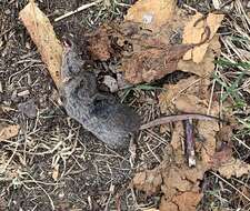 Image of Smoky Shrew