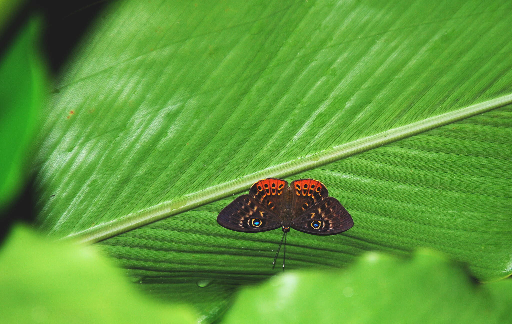 Image of Eurybia patrona Weymer 1875