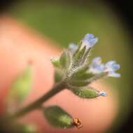 Image of strict forget-me-not