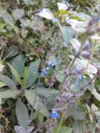 Image of Salvia lasiocephala Hook. & Arn.