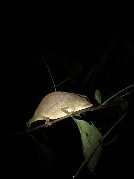 Image of Usambara Stumptail Chameleon