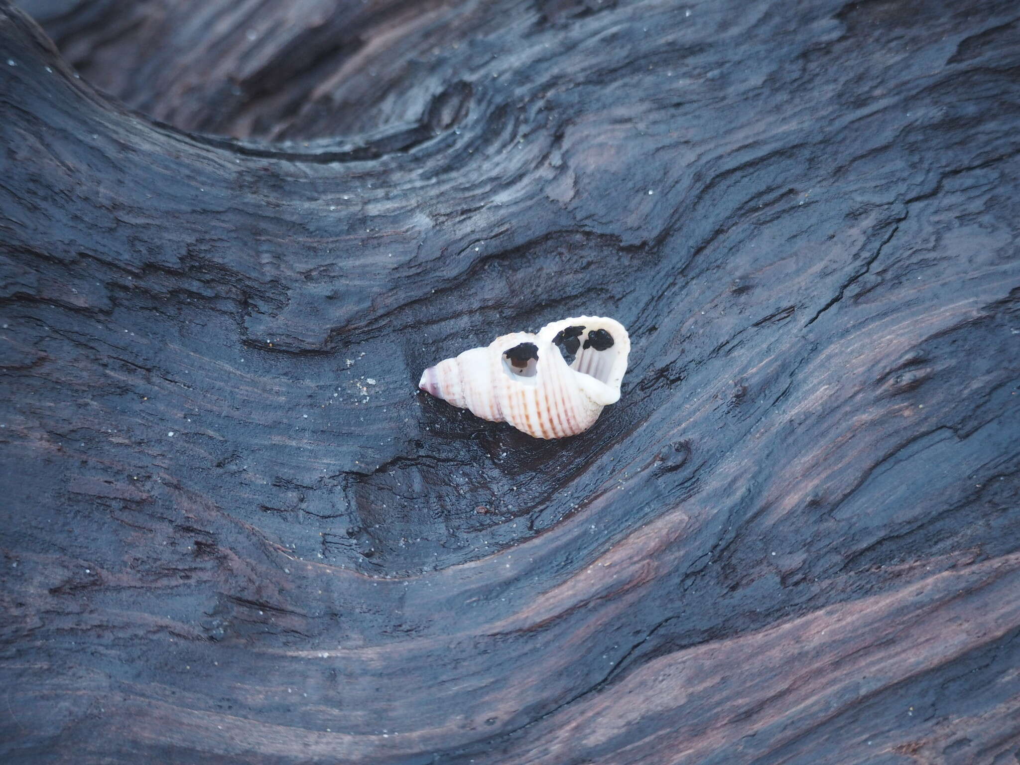 Image of Nassarius perpinguis (Hinds 1844)