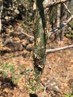 Image of Sweet-root corkwood