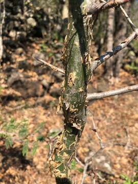 Image of Sweet-root corkwood