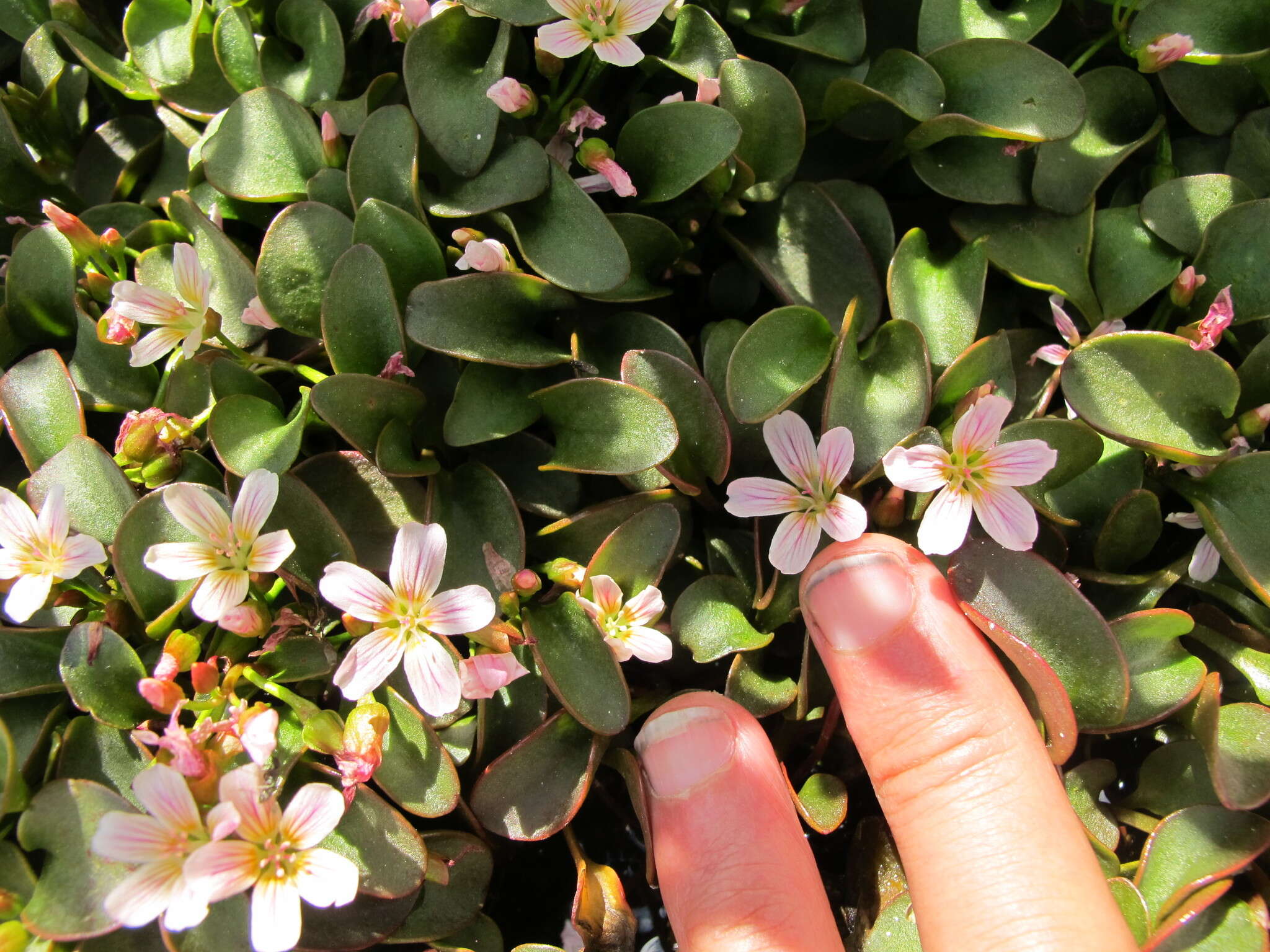 Image of Sierran Springbeauty