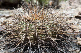 Image of Gymnocalycium spegazzinii subsp. cardenasianum (F. Ritter) R. Kiesling & Metzing