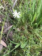 Image of Stellaria pungens Brongn.