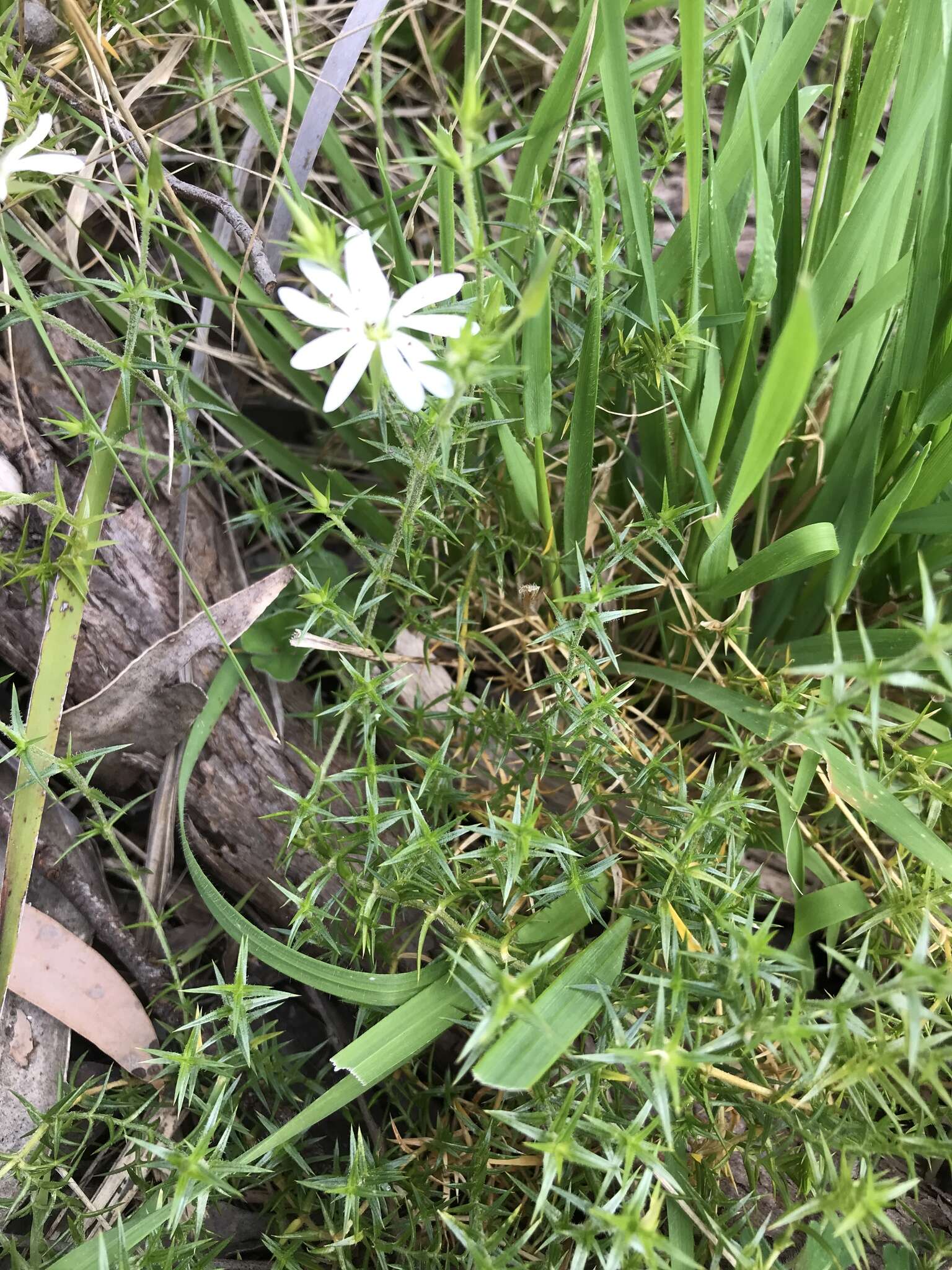 Image of Stellaria pungens Brongn.