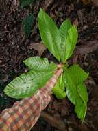 Image of Alseis costaricensis C. M. Taylor